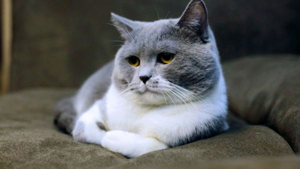 How much raw sales food to feed kitten