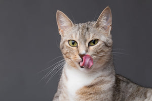 IS THERE A RAW PET FOOD DIET FOR CATS?