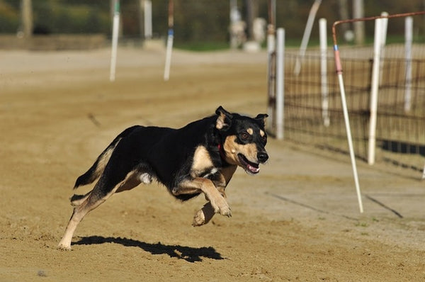 Dog allergic shop to raw diet