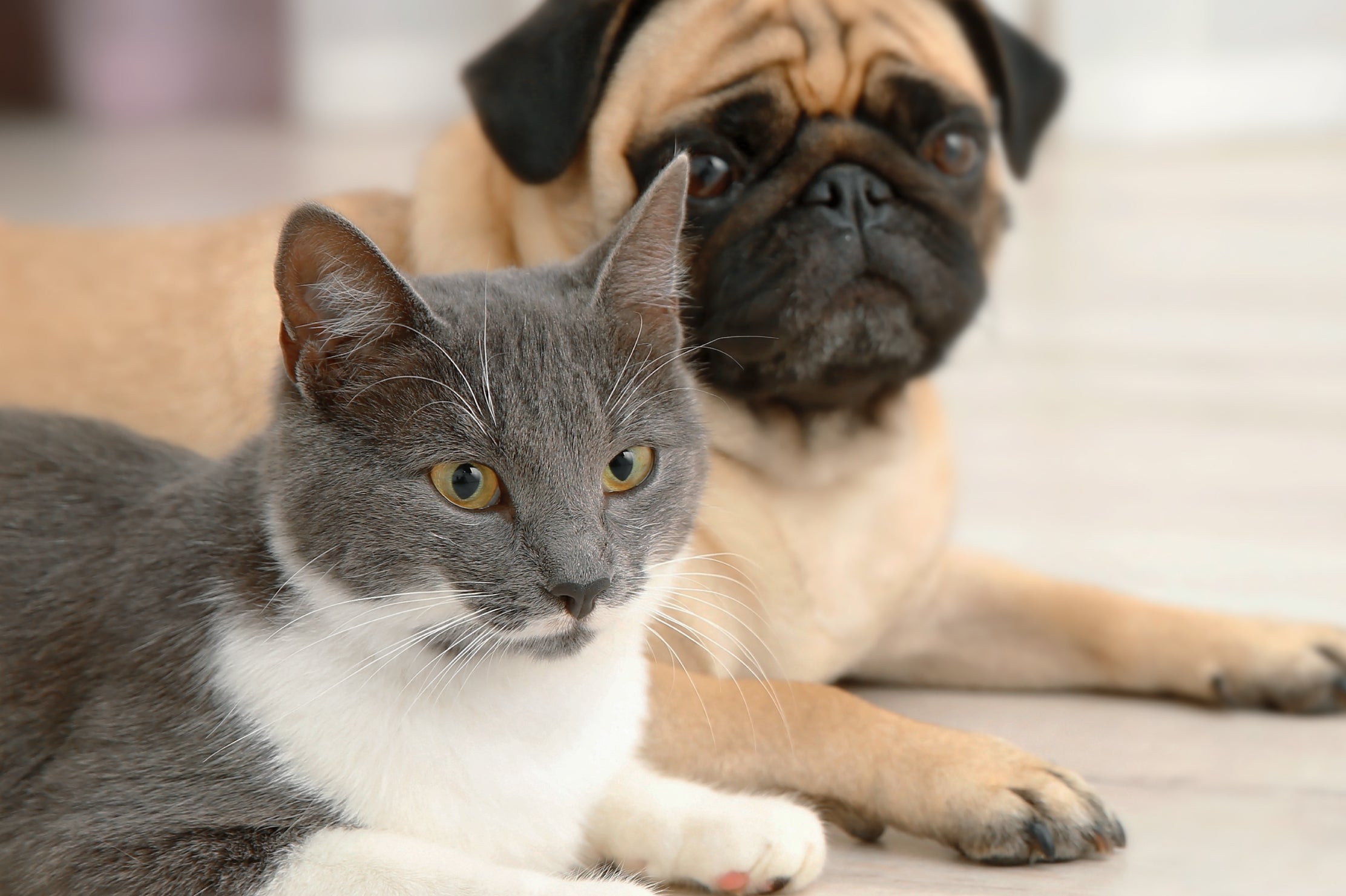 Picture of Dogs, Cats and Degenerative Joint Disease – Iron Will Raw Inc.