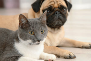 Dogs, Cats and Degenerative Joint Disease