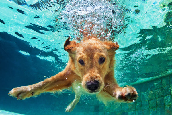 What Is & How Common Is Water Intoxication In Dogs?