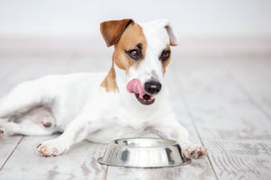 Safe Raw Pet Food Handling at Home