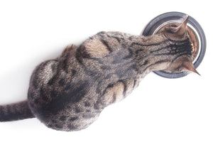 Cat Weight Loss and Body Condition Scoring