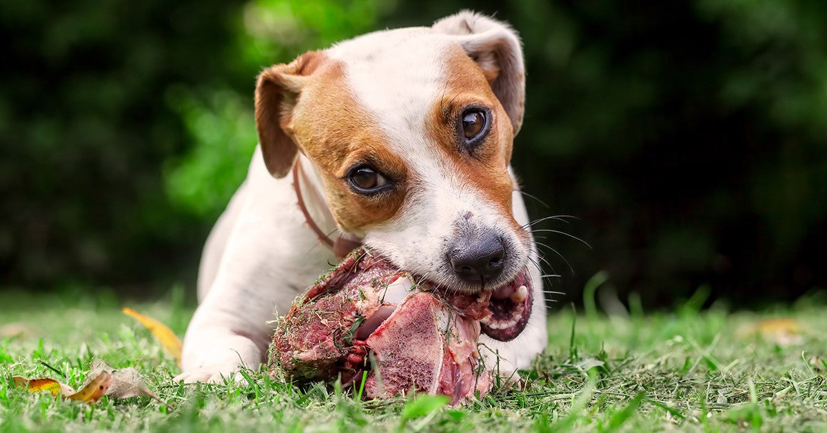 Raw meaty bones for small dogs shops