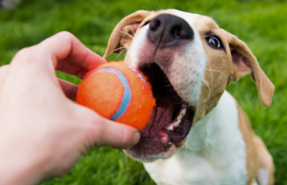 Optimal calcium-to-phosphorus ratio