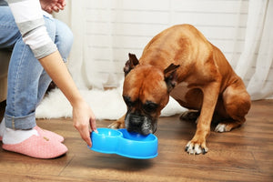 IS A RAW FOOD DIET RIGHT FOR MY DOGS