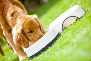 WHY DOES MY DOG “GULP” HIS RAW PET FOOD DIET?
