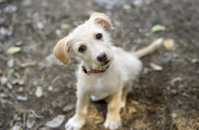 WILL RAW FEEDING MAKE MY DOG WILD OR VICIOUS Iron Will Raw Inc