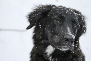 DOES YOUR PET NEED MORE RAW PET FOOD IN WINTER?