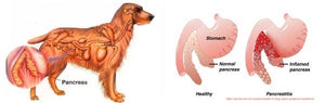 CAN EATING A RAW DIET HELP PETS WITH PANCREATITIS?