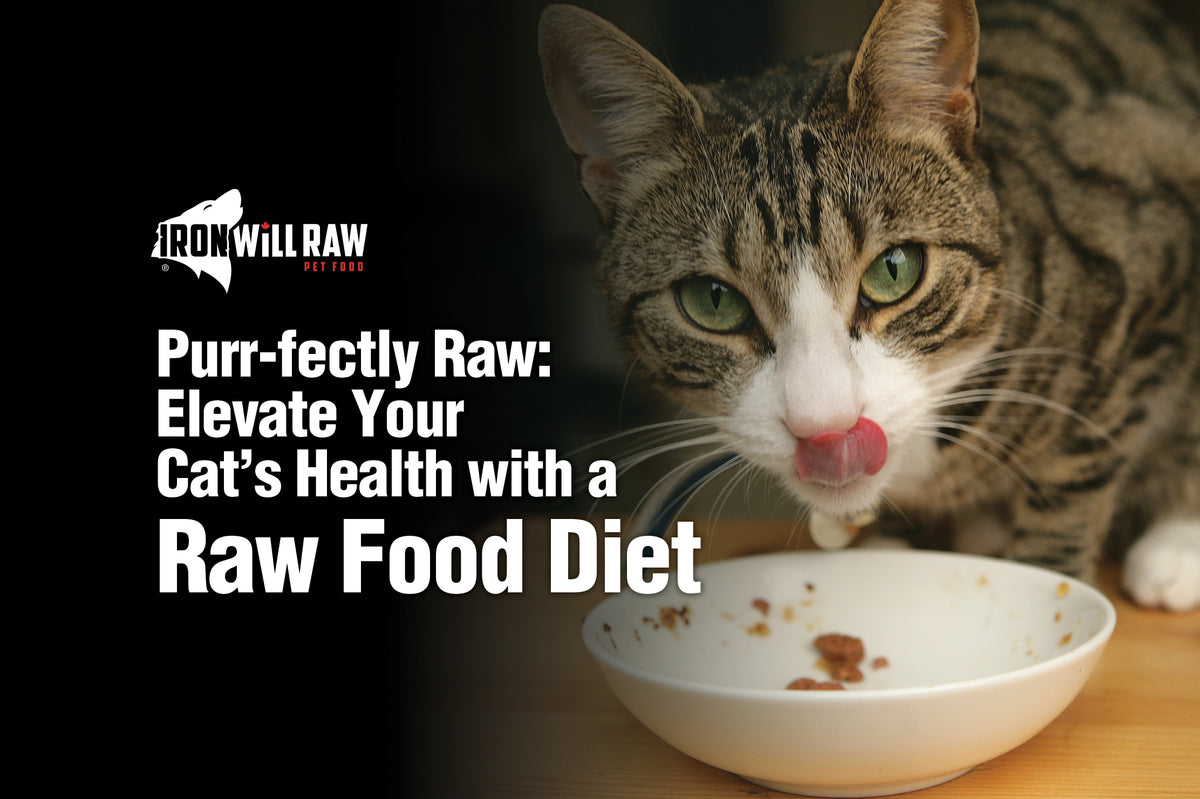 Can Cats Be Fed Raw Pet Food Iron Will Raw Inc