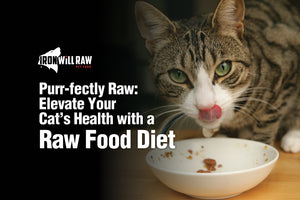 Purr-fectly Raw: Elevate Your Cat's Health with a Raw Food Diet