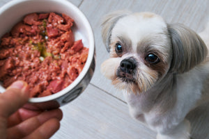 Debunking the Myth: Raw Pet Food Safety