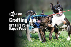 Crafting Joy: DIY Flirt Poles for Happy Pups