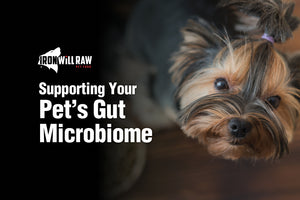 Supporting Your Pet's Gut Microbiome
