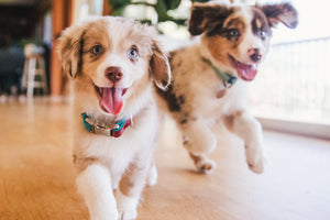 The Importance of Puppy Nutrition