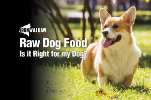 Is Raw Food Right For My Dog