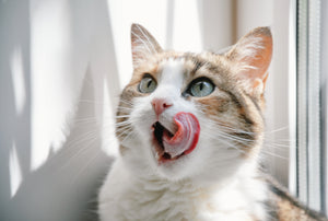 TRANSITIONING YOUR CAT TO RAW FEEDING