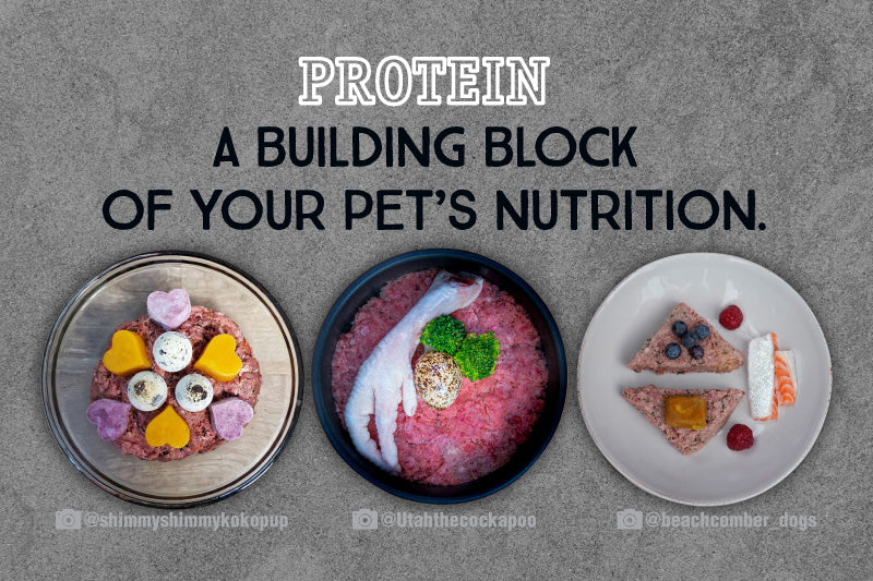 Protein diet shop for dogs