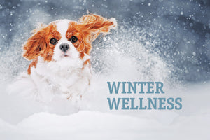 ARE YOUR PETS READY FOR WINTER?