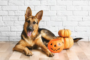 Keeping Pets Safe on Halloween