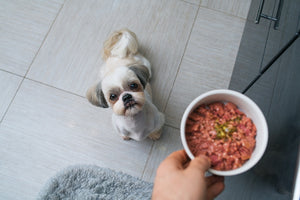 THE TRUTH ABOUT PROTEIN IN RAW PET FOOD DIETS
