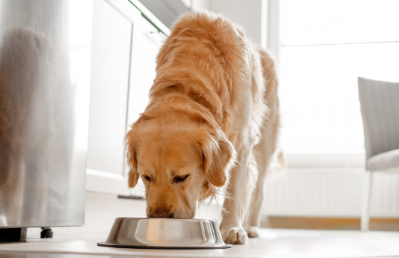 Complete & balanced recipes